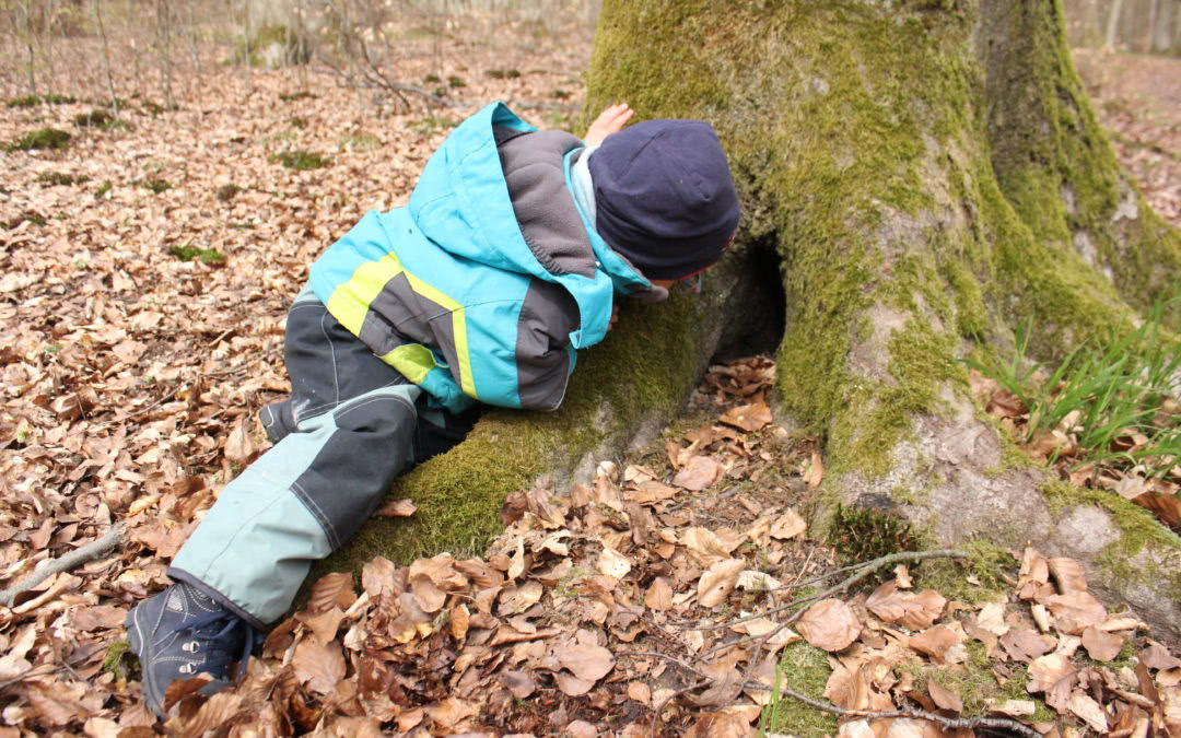 Der Kindergarten besucht den Wald