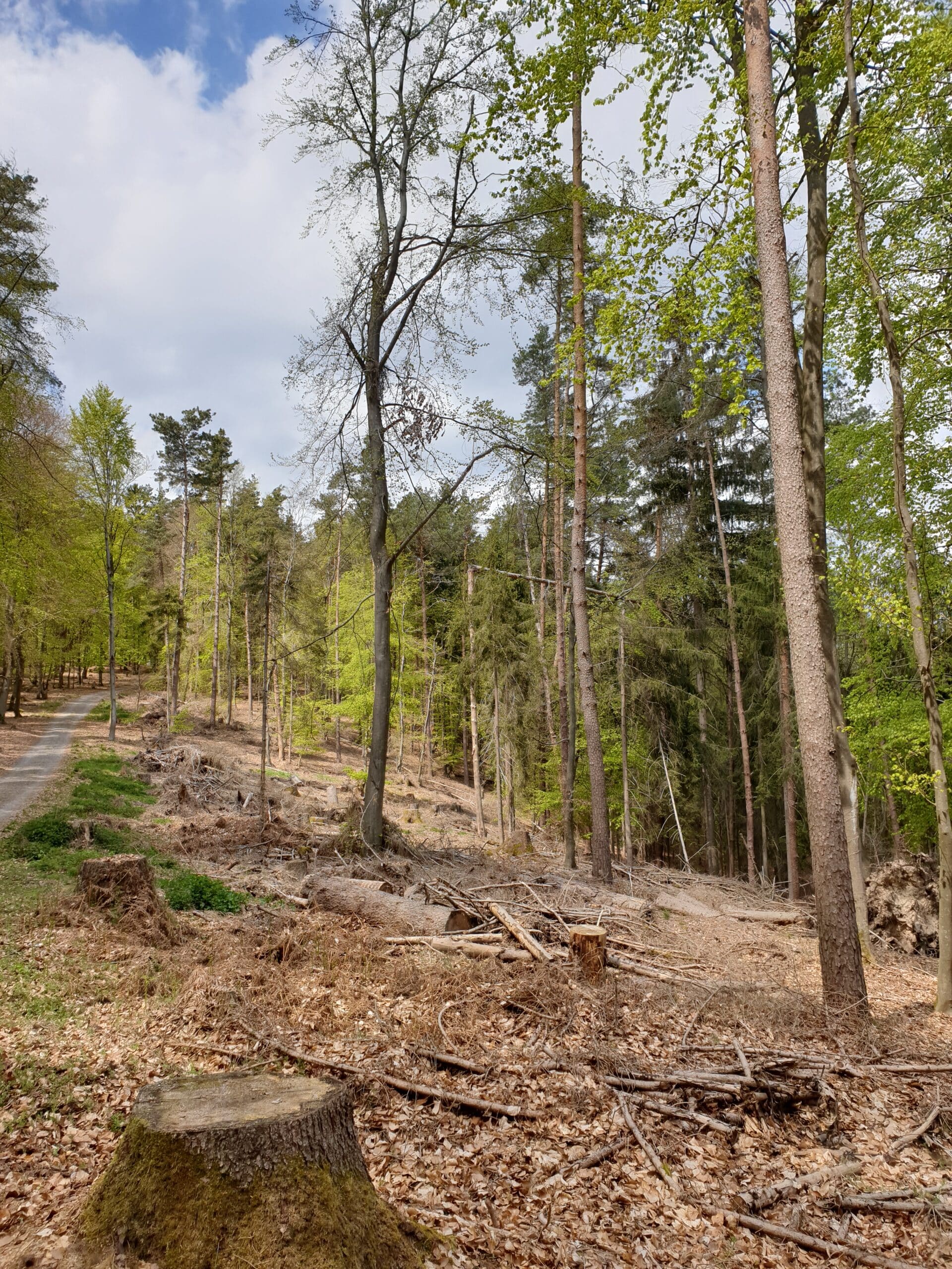 Hitze geschädigter Wald
